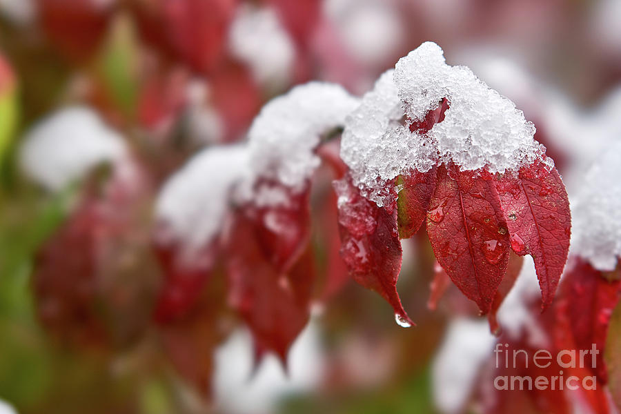 Snow on red leaves Photograph by Laurent Lucuix