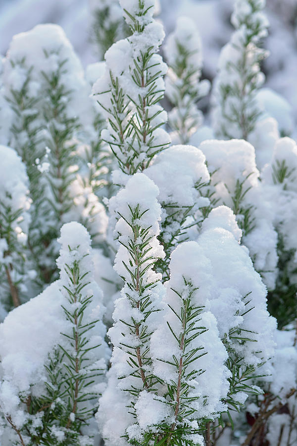 Winter Photograph - Snow On Rosemary by Cora Niele