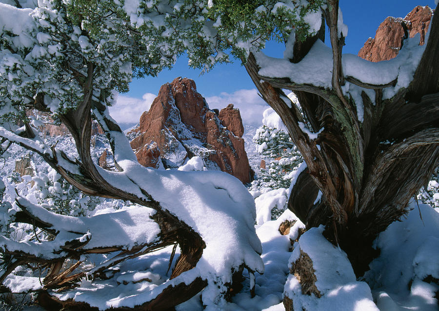 Snow On Sandstone Fins And Juniper Photograph by Nhpa
