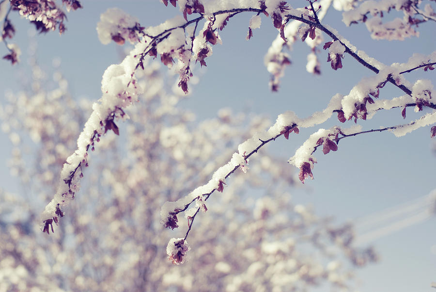 Snow On Spring Blossom Branches Photograph by Bonita Cooke