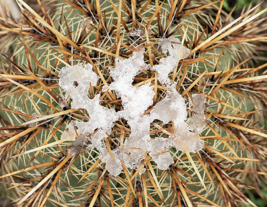 Snow on the Cactus Photograph by Laurel Powell