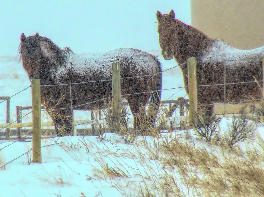 Snow On the Horses Wyoming Winter Photograph by Cathy Anderson