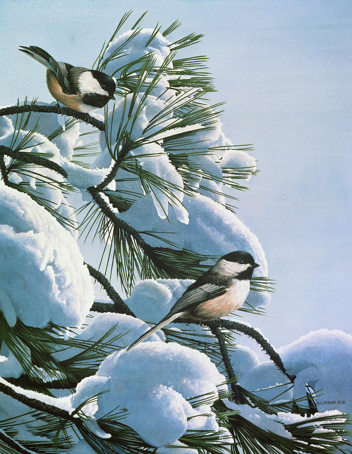 Snow On The Pine - Chickadees Painting by Ron Parker