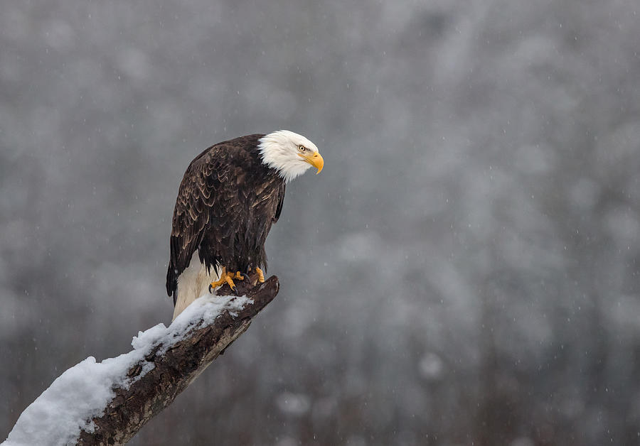 Eagle Photograph - Snow On The Skagit by Greg Barsh