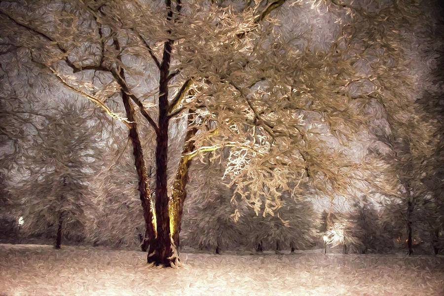 Snow on Trees Photograph by Alan Goldberg