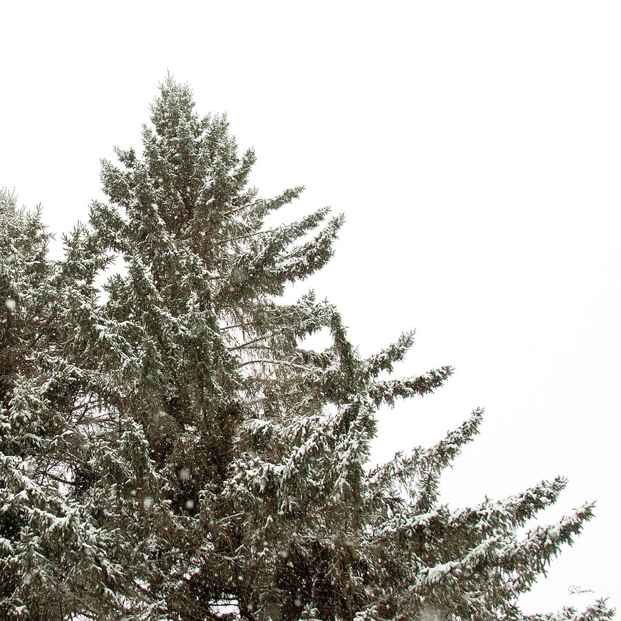Tree Photograph - Snow On Treetops Crop by Sue Schlabach