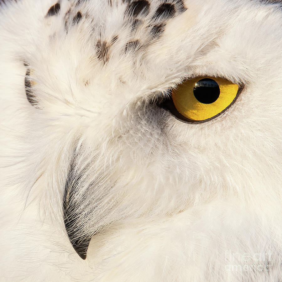 Snow Owl Eye by Eyeshine Photography Snow Owl Eye by Eyeshine Photography