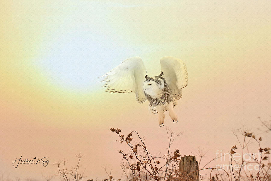 Snow owl sunset Photograph by Heather King