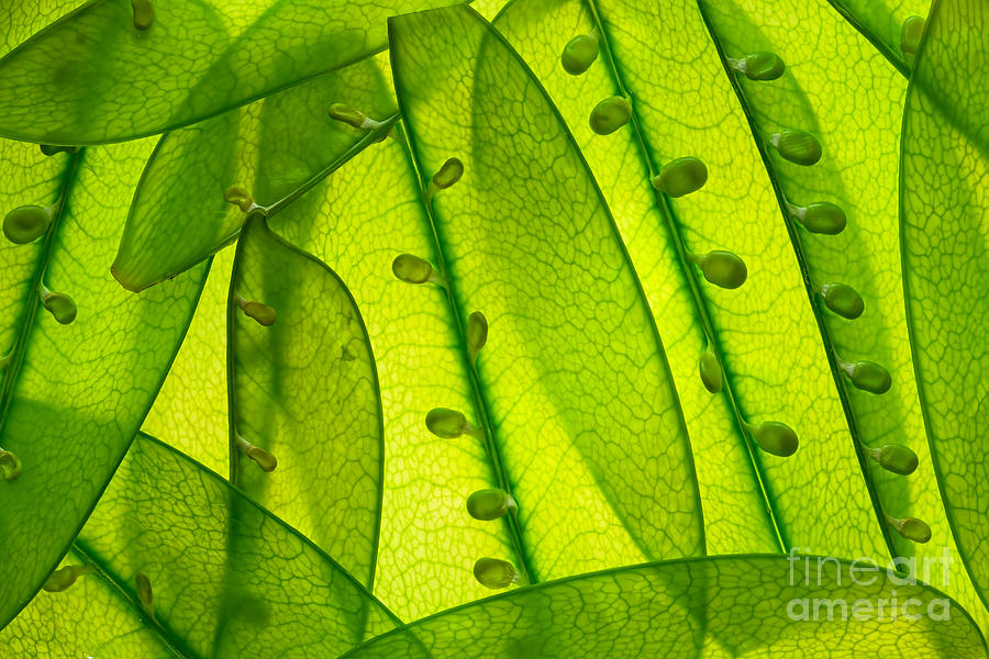 Vegetable Photograph - Snow Peas Up Close by Juraj Kovac Vegetable Photograph - Snow Peas Up Close by Juraj Kovac