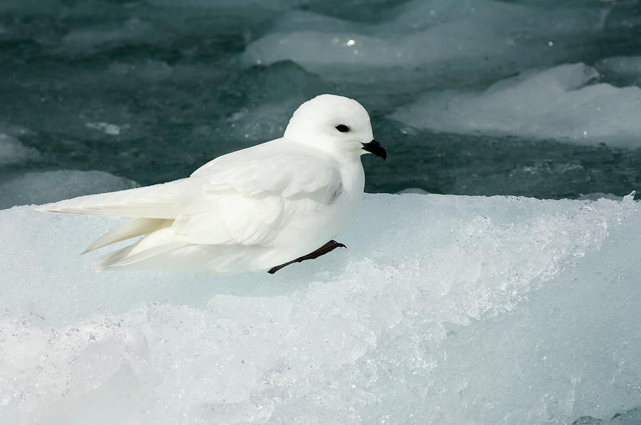 Snow Petrel Photograph by Gabrielle Therin-weise