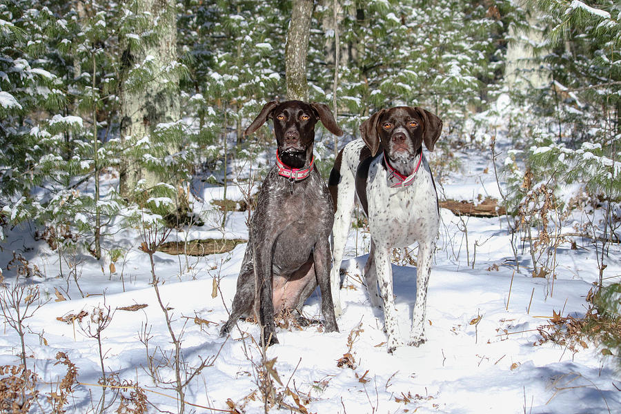 Snow Posers Photograph by Brook Burling