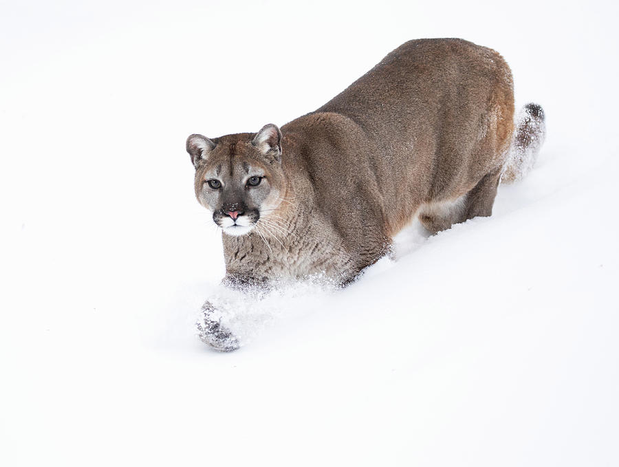 Snow Prowling Photograph by Art Cole