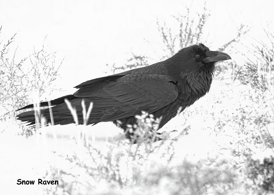 Snow Raven Card Photograph by Britt Runyon