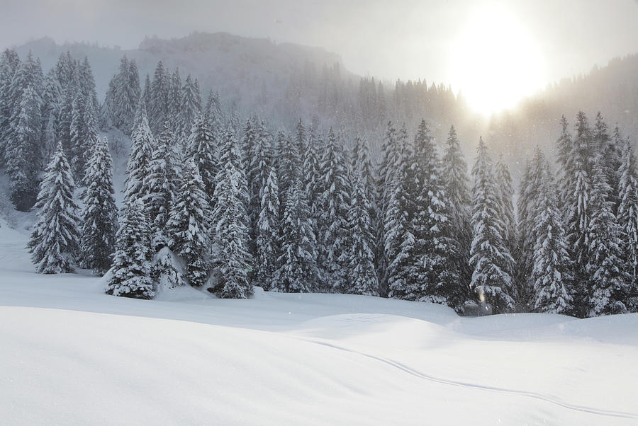 Snow Scene Photograph by Peter Cade