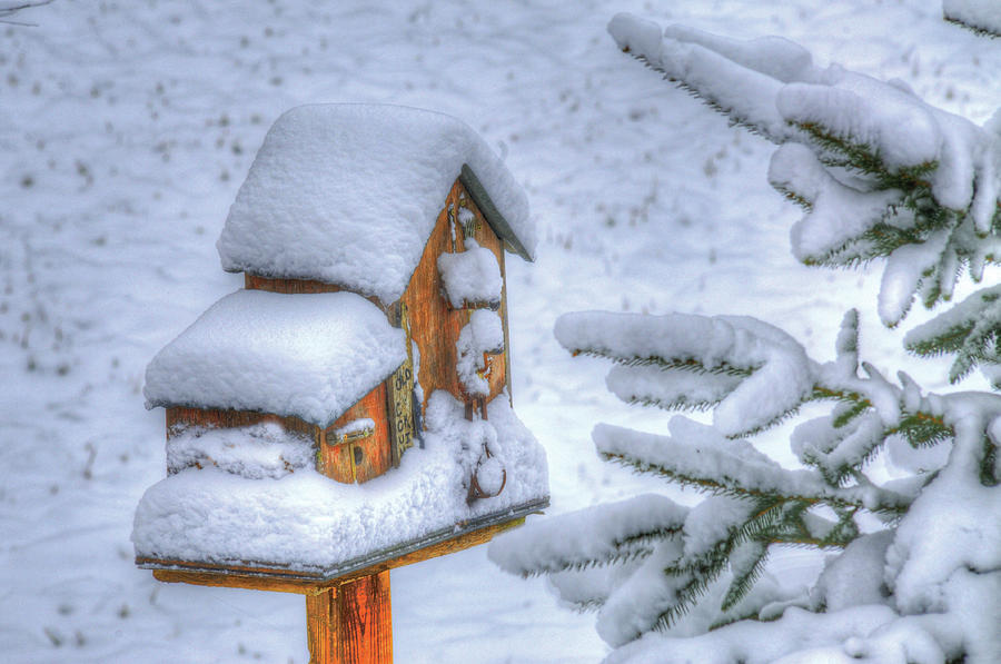 Snowed In Photograph by Don Wolf