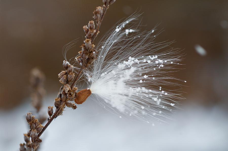 Snow Seed Photograph by Greg Hayhoe