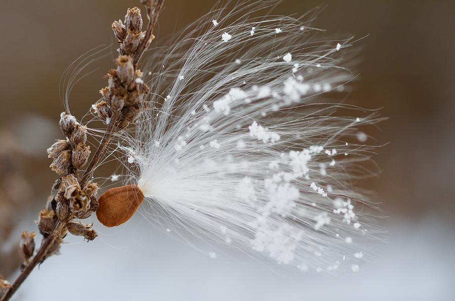 Snow Seed Too Photograph by Greg Hayhoe
