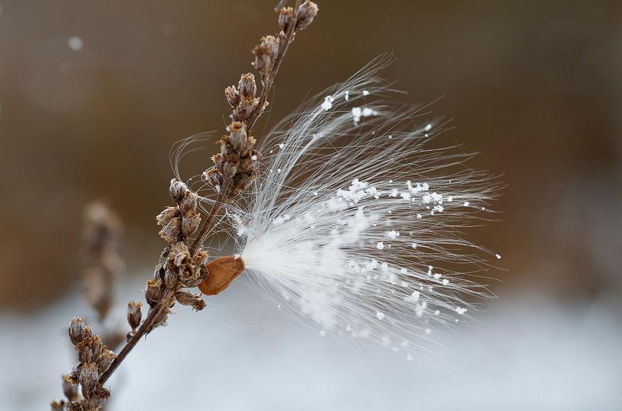 Snow Seed Too Too Photograph by Greg Hayhoe