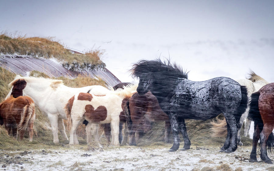 Iceland Photograph - Snow Storm Horses by Framing Places