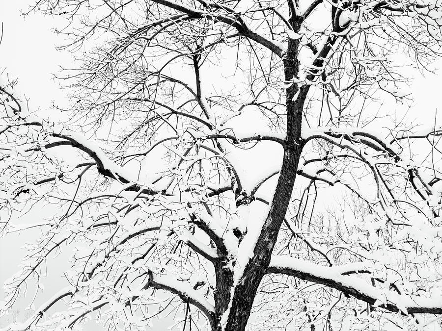 Nature Photograph - Snow Storm Tree by Robert VanDerWal