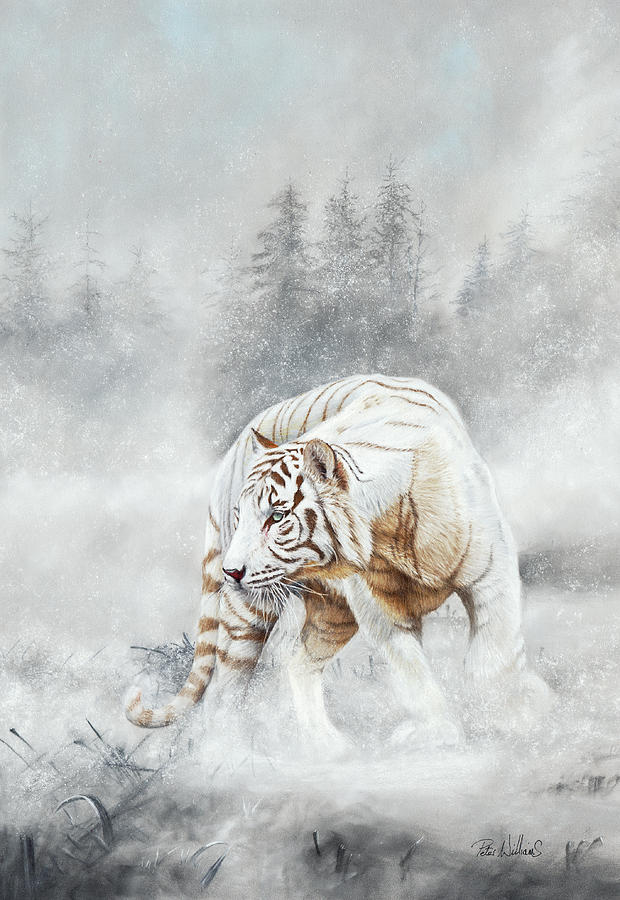 Snow Tiger Pastel by Peter Williams