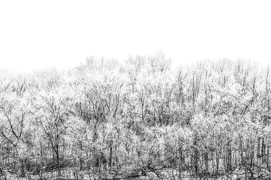Snow Tipped Trees Photograph