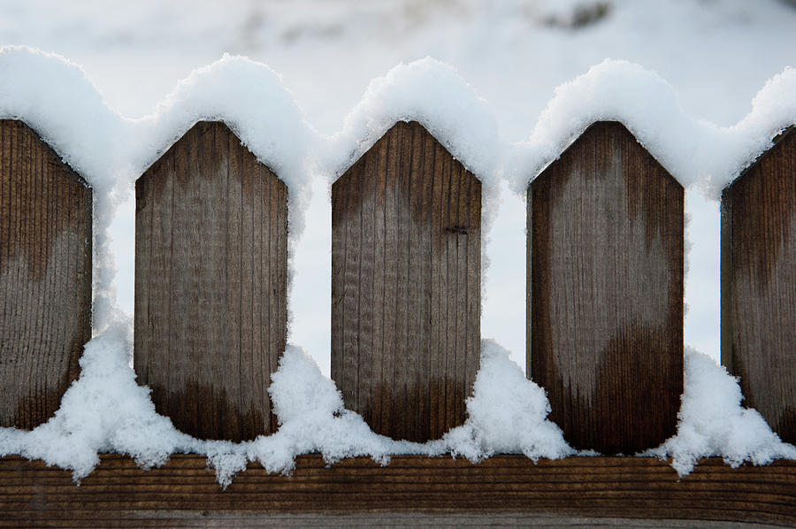 Snow Topped Spikes Photograph by Helen Jackson