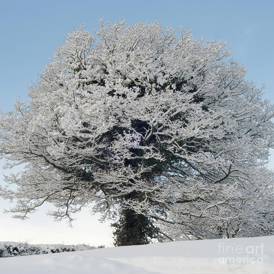 Snow Tree Photograph by Richard Booth