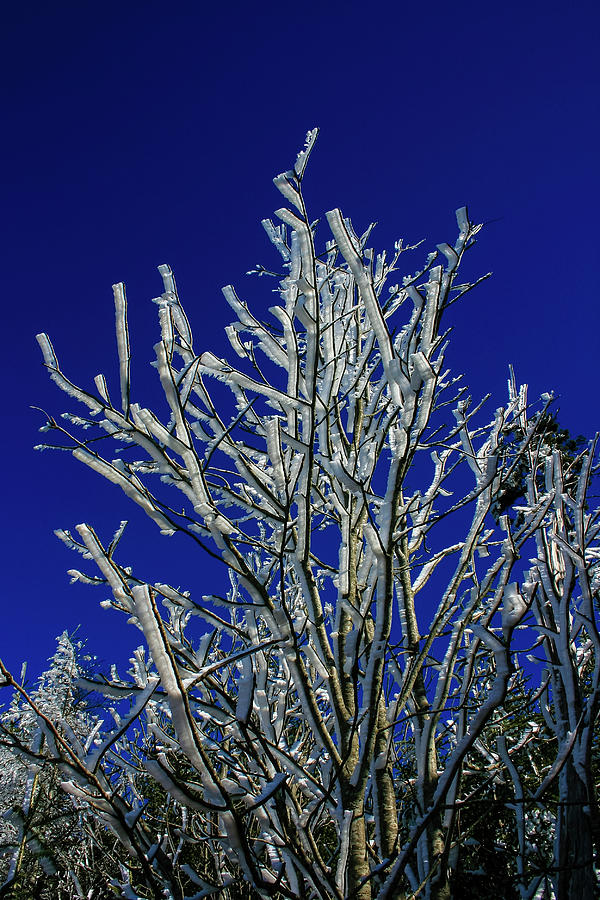 Snow Tree Photograph by Robert Wilder Jr