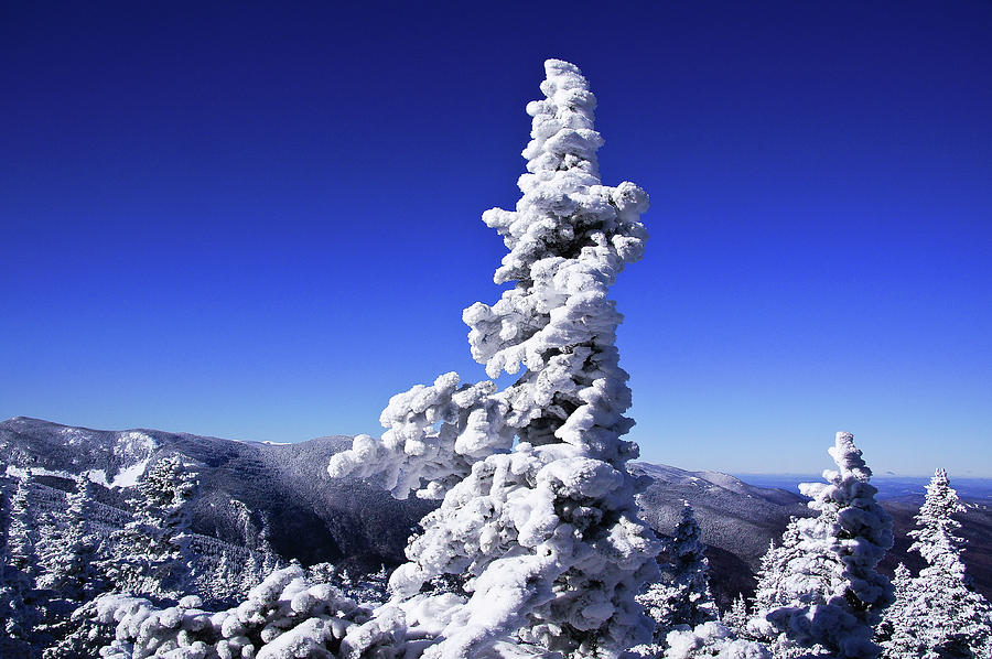 Snow Tree Photograph by Rockybranch Dreams