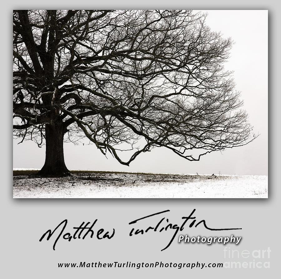 Snow Tree T-Shirt Photograph by Matthew Turlington
