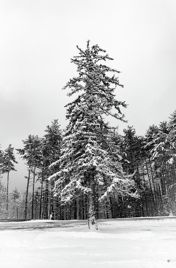 Snow Tree Photograph by Tom Romeo