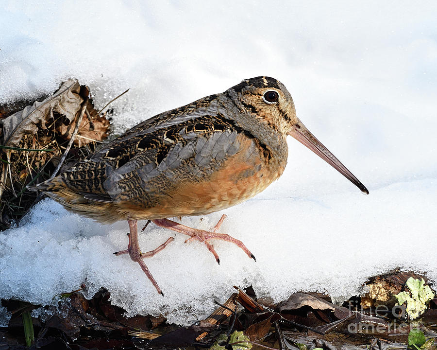 Snow Walker American Woodcock Photograph by Timothy Flanigan