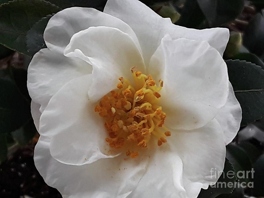 Snow White Camellia Photograph by Maxine Billings