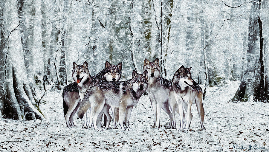 Snow Wolfs Digital Art by Walter Colvin