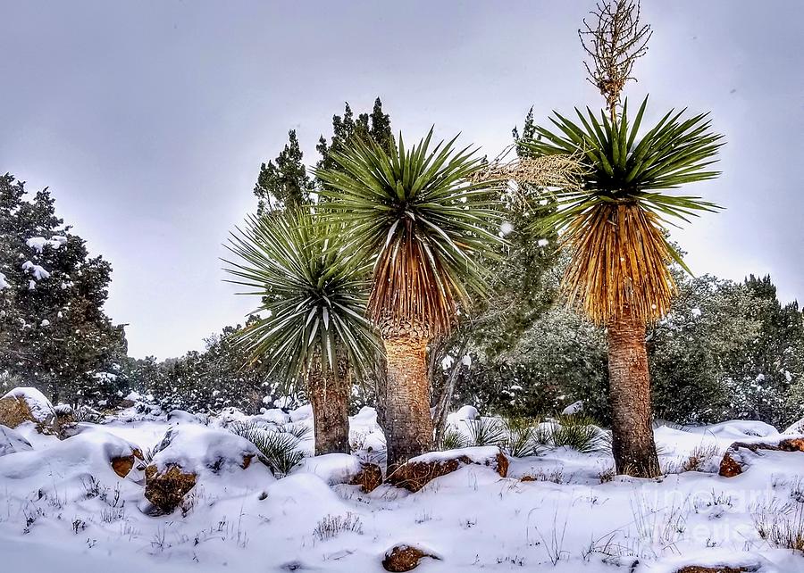 Yucca's in Snow Photograph by Daniel Rabuck | Fine Art America