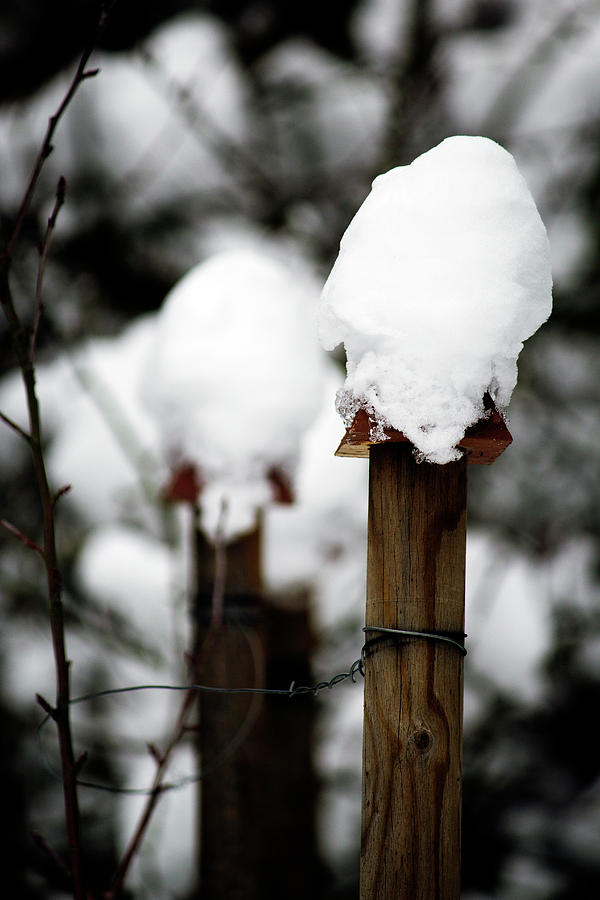 Snowballs on Poles Photograph by Edward Hawkins II