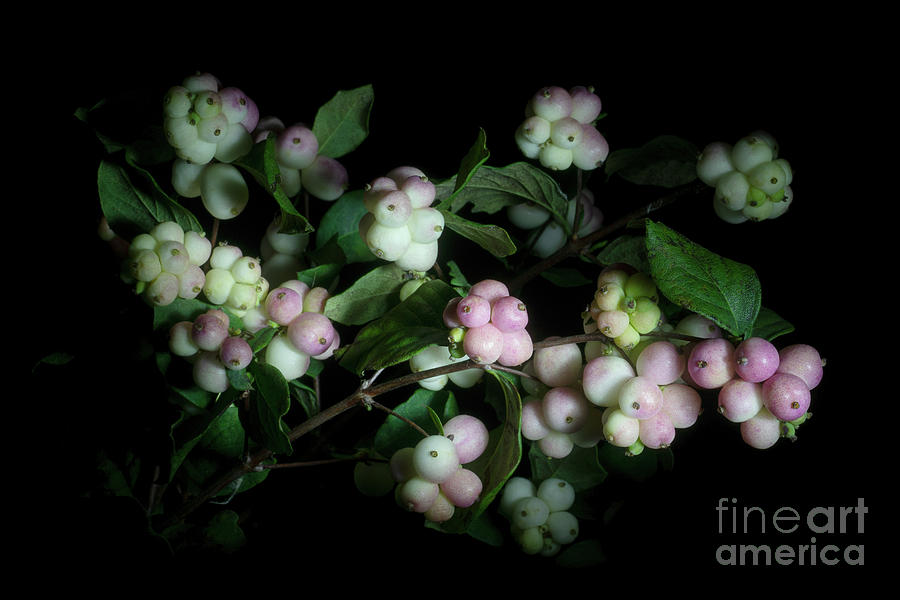 Snowberry Bouquet Photograph by Ann Garrett