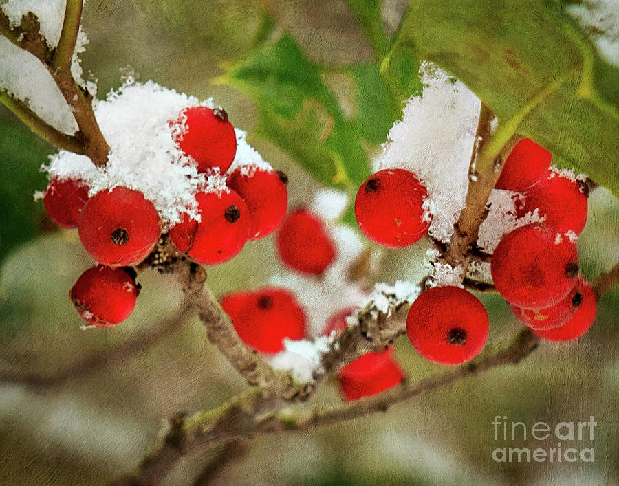 Snowberry Photograph by Izet Kapetanovic