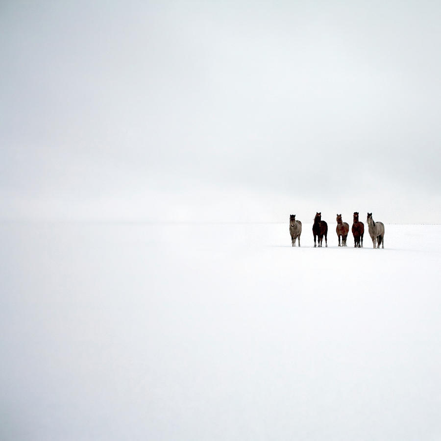 Snowblind Photograph by Jo Bradford / Green Island Art Studios
