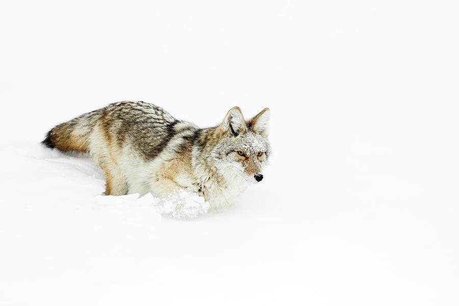 Snowbound Photograph by Ann Skelton