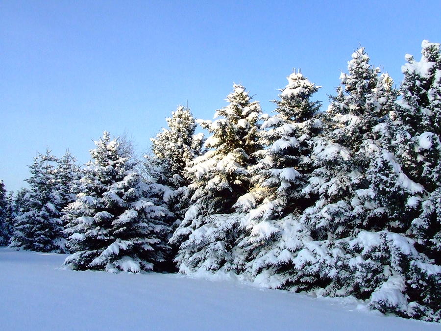 Snowclad Pines Photograph by Amelie4
