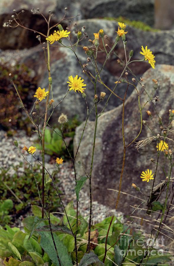 Snowdonia Hawkweed (hieracium Snowdoniense) Photograph by Bob Gibbons