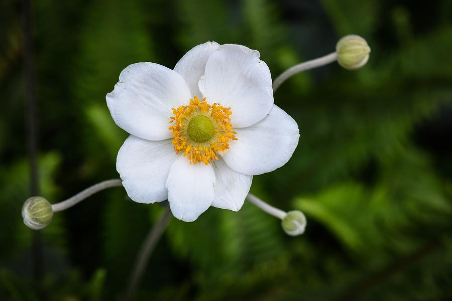 Snowdrop Anemone Flower by Michelle McConnell Snowdrop Anemone Flower by Michelle McConnell