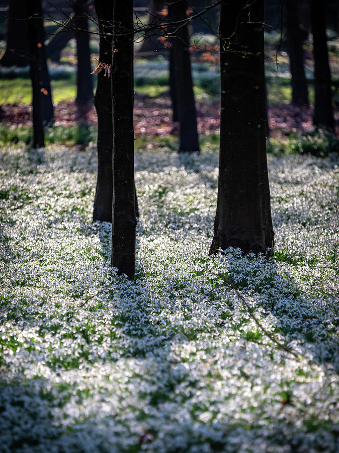 Snowdrop Carpet Photograph by Framing Places