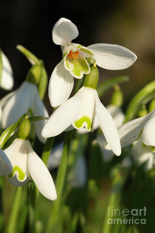 Snowdrop close up with underneath view Photograph by Simon Bratt