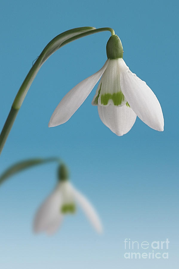 Spring Photograph - Snowdrop duo by John Edwards