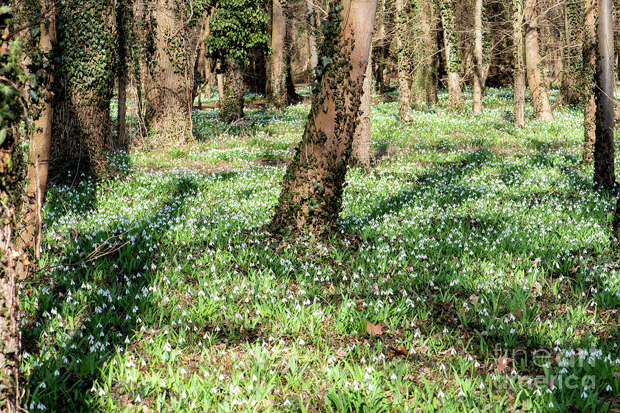 snowdrop field in the forest by Odon Czintos snowdrop field in the forest by Odon Czintos