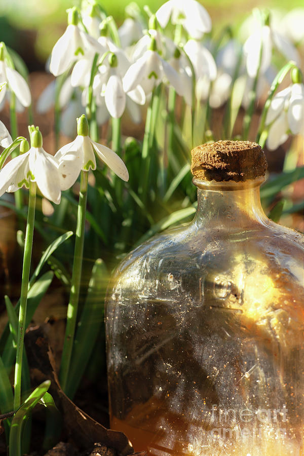 Snowdrop flowers and old glass jar with sunlight Photograph by Simon Bratt