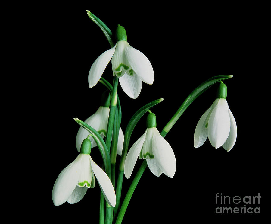 Snowdrop Flowers Photograph by Michael Marten/science Photo Library